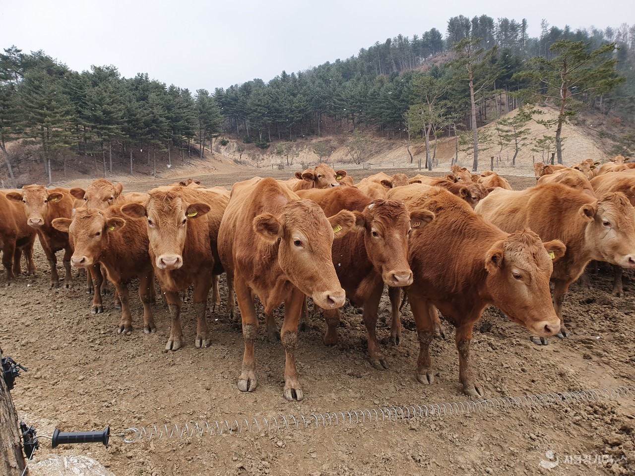 경기도, 한우 가격 폭락에 유전정보를 활용한 개체수 조정 추진
